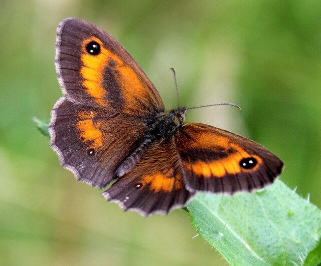 Gatekeeper butterfly (male), Edwards Woodland