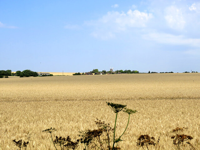 Fulbourn: nearing harvest time