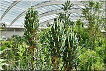 SN5218 : National Botanic Garden of Wales: Greenhouse, Chile section; 'Puya berteroniana' by Michael Garlick