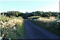 Wild verges and Sevenacres Wood