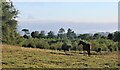 Paddock near Giffin House