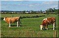 Cattle near Newbie