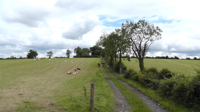 Farm Lane and Cattle
