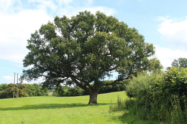 Large oak tree in hillside field