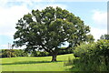 Large oak tree in hillside field