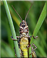 NU0248 : A grasshopper portrait by Walter Baxter
