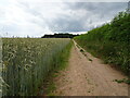 Wrottesley Park path