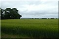 Barley field in Gransmoor