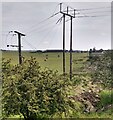 Electricity poles