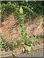 Common Mullein (Verbascum thapsus)