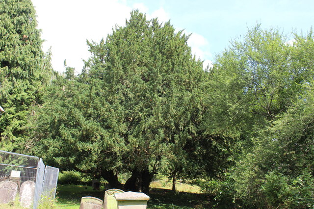 Ancient yew, Llanllowell churchyard