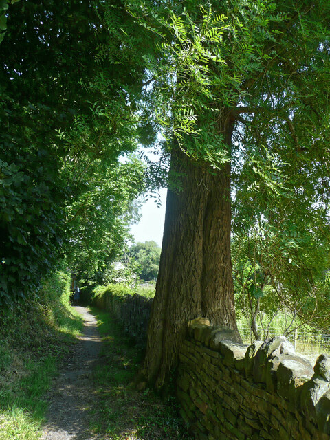 A very tall tree on Cunliffe Lane, Esholt