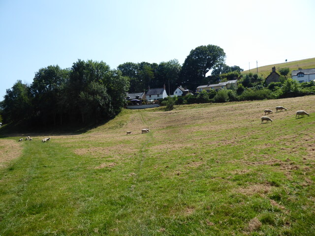 Sheep pasture beside the Afon Ceiriog