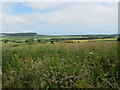 NT7469 : Farmland at Fernylea by M J Richardson