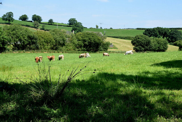 Cattle grazing, Loughmuck
