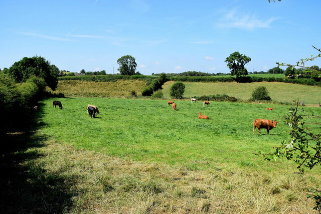 Cattle, Loughmuck