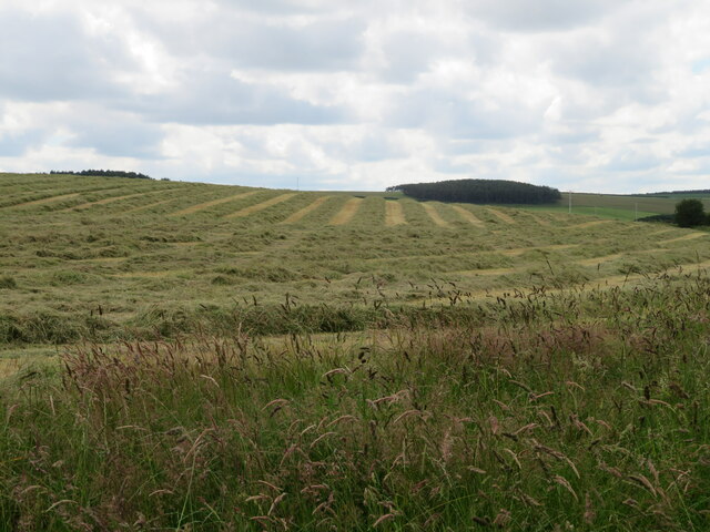 Mown hay near Bankend