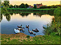 Swan Lake, Portishead Ecology Park