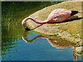 SO7204 : Andean Flamingo (Phoenicoparrus andinus) by David Dixon