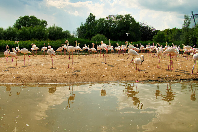 WWT Slimbridge Flamingo Lagoon