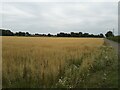 Field of oats beside the track to Sunnyside Farm