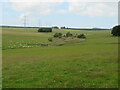 Pasture at Whiteburn