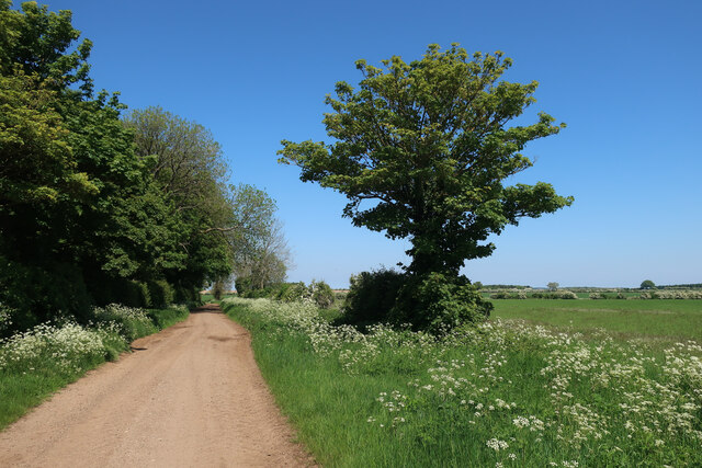 Sedgeford Lane by Hardacre Wood