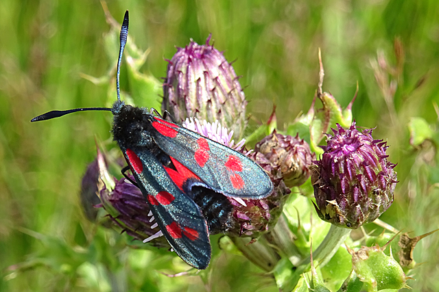 Six-spot Burnet Moth (Zygaena filipendulae)