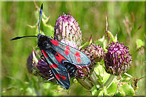 NJ5666 : Six-spot Burnet Moth (Zygaena filipendulae) by Anne Burgess