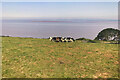 ST4374 : Cows Grazing above Charlecombe Bay by David Dixon