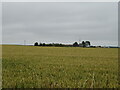 Cereal crop towards Frithfield 