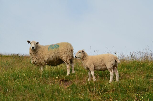 Ewe and lamb, Upper Annandale