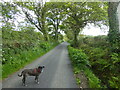 Minor road near Llanystumdwy