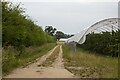 Hedgerow and polytunnel