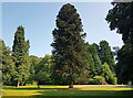 Allerton: Monkey puzzle tree in Allerton Tower park