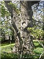 Oak tree, Crieff