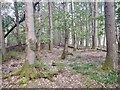 Summit area, Laggan Hill