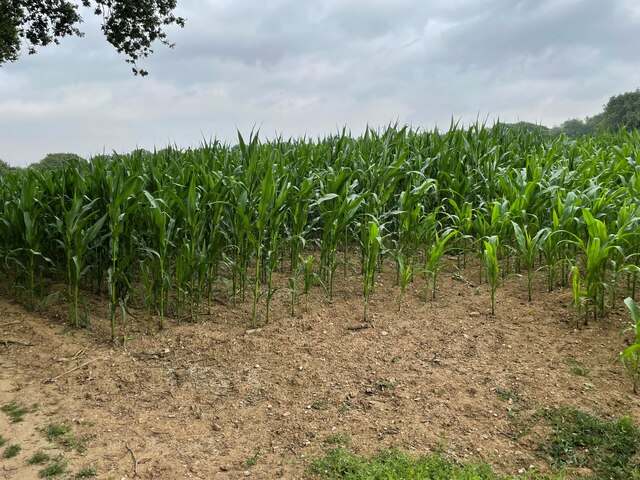 Maize in Copse Ground Field (10 acres)