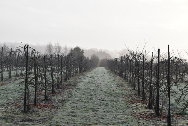 Frosty orchard