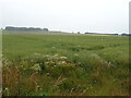 Oilseed rape crop near the Burn of Balmakelly