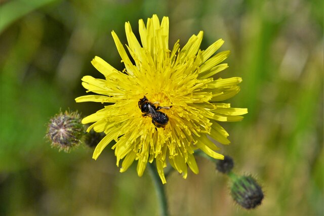 Strumpshaw Fen: Bee © Michael Garlick :: Geograph Britain and Ireland