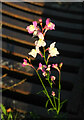 Antirrhinum on drain cover, Redland