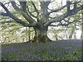 Big Beech, Strowan Hill