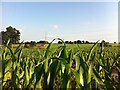 SP3187 : Field of maize near Vauls Farm, Astley by A J Paxton