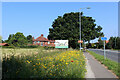 Patch of Wild Flowers beside the A19, Selby Road