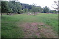 SP2334 : Sheep grazing by Woodhills Farm by Philip Jeffrey