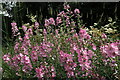 Musk-mallow (Malva moschata), Heddon Common