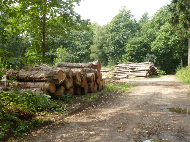 Stacked timber, Stansted Forest