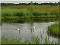 SE3828 : Mute swans in St Aidan's reserve by Stephen Craven