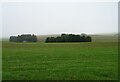 Grazing towards East Town Farm